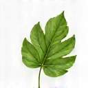 Icona foglia natura